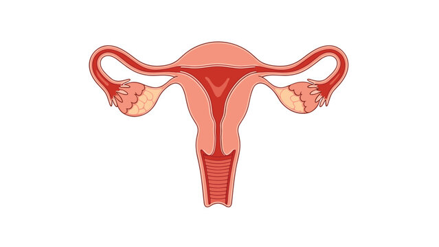 Detailed medical illustration of the female reproductive system in color showing the uterus, cervix, fallopian tubes, and ovaries for health education.