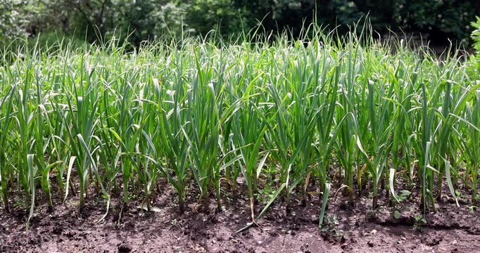Young Garlic Plants Growing in a Rural Vegetable Garden Bed With Rows of Green Shoots on a sunny day