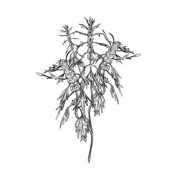 Motherwort herbal plant black white vector illustration. Medicinal calming herb outline drawing a natural remedy. Hand drawn Leonurus cardiaca botanical sketch for traditional medicine concept.