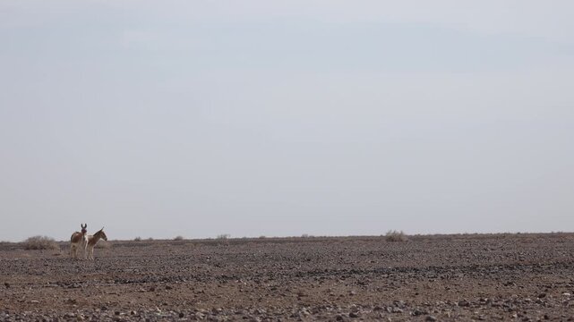 Iranian onager (Asiatic wild ass) walking and grazing in arid desert landscape, wildlife in Iran, natural habitat, close up and wide shots