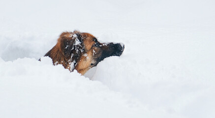 Beautiful German Shepherd dog walking in snowdrift enjoying heavy snow