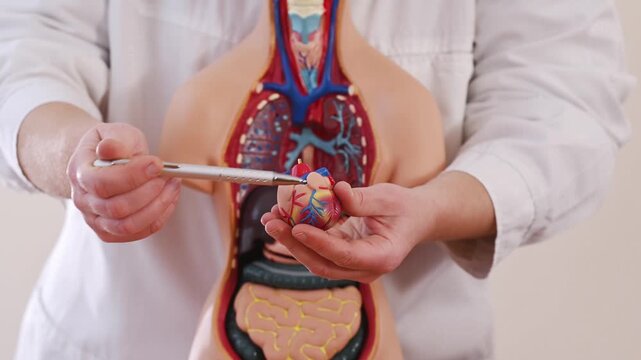 Female hand points to an artificial heart in an anatomical model of the human body. Concept of cardiovascular disease, cardiologist, treatment of myocardial infarction and heart failure. closeup