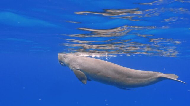 Serene Dugong Surfacing in Calm Blue Ocean