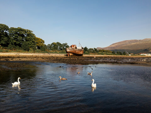 Aerial view of a weathered boat resting on the muddy bank, juxtaposed against the tranquil blue water where swans float gracefully, Corpach, Scotland, United Kingdom.