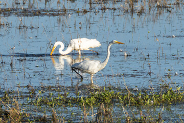 Two great egrets  (Ardea alba) hunting in Lake Almaore in Plumas County California