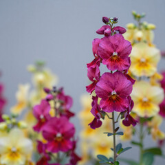 Fototapeta premium minimalist, bright, beautiful flowers bloom in a vibrant spring-summer garden backdrop