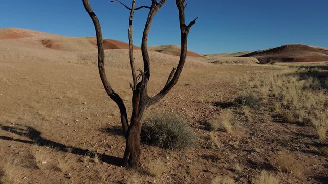 Dry trees and sun heat in the Namib Desert in Namibia, Africa.