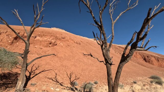 Dry trees and sun heat in the Namib Desert in Namibia, Africa.