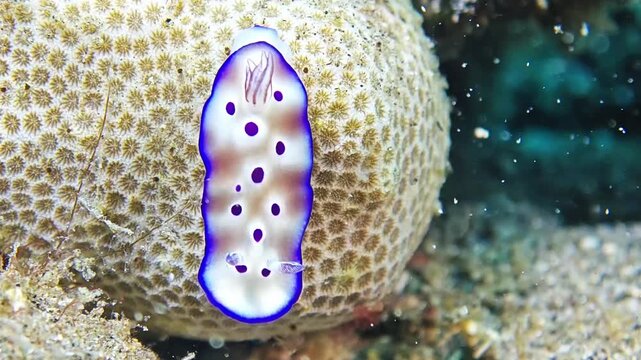Vibrant Nudibranch Crawling on Brain Coral Surface