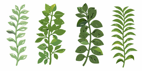 Four green plant stems with varying leaf shapes and shades © Sudebi