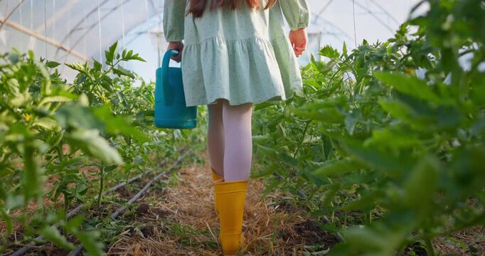 Farmer girl in dress, yellow boots and watering can walk in greenhouse to water the young seedlings of tomato plants