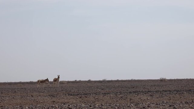Iranian onager (Asiatic wild ass) walking and grazing in arid desert landscape, wildlife in Iran, natural habitat, close up and wide shots