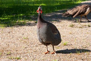 Domestic guinea fowl displaying its distinctive spotted feathers and colorful head decorations. Sharp shadows on the ground confirm a sunny day. Perfect farmyard portrait with natural setting.