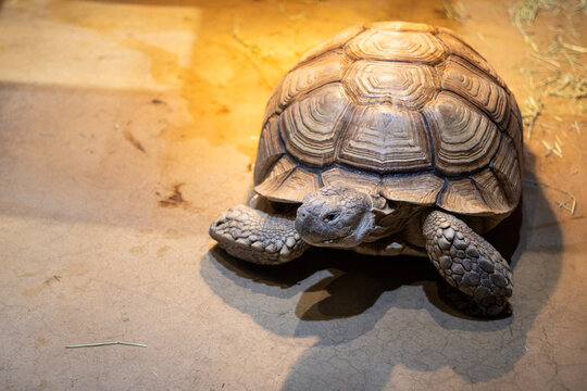 Close up of large tortoise slowly walking on textured floor. Detailed shell pattern and reptile skin texture. Wildlife and longevity concept