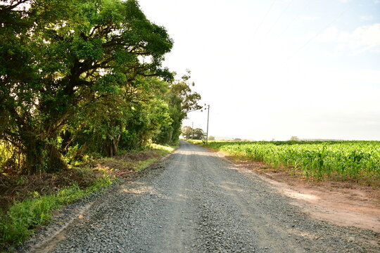 Estrada de terra rural ao lado de planta&ccedil;&atilde;o de milho verde