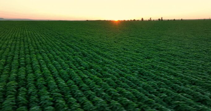 Fresh green wheat field and scenic sunset, rural landscape aerial view