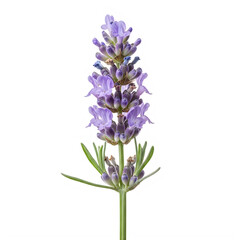 Fototapeta premium A single lavender flower on a white background