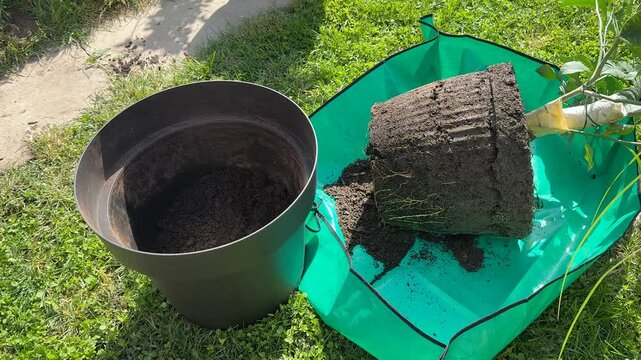 Garden pot beside a green planting mat with a root bound soil plug on grass, practical home gardening setup for repotting, calm spring yard work mood