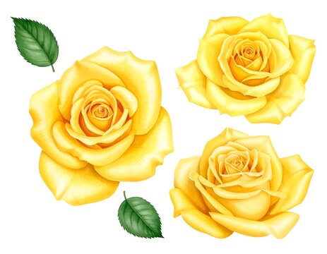 Realistic yellow rose trio with two leaves, rendered digitally in a lush, detailed style