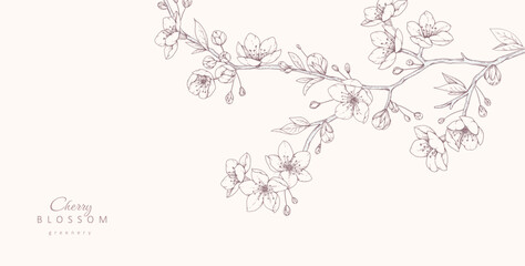 Naklejka na ściany i meble Cherry blossoms. Spring background with flowers and brunch. Detailed botanic floral collection for Valentines day invitation, wallpaper