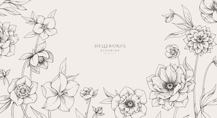 Naklejka premium Hellebore background with flowers and leaves. Detailed hand drawn ink illustration of helleborus for invitation, wallpaper art or save the date