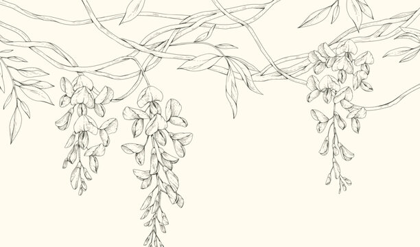 Wisteria blooming. Spring background with flowers and brunch. Detailed botanic floral collection for Valentines day invitation, wallpaper art or save the date