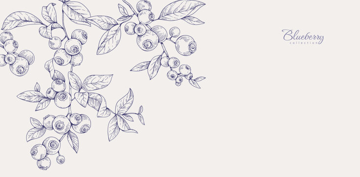 Background with blueberry berry and brunch. Detailed hand drawn ink floral illustration for invitation, wallpaper art or save the date
