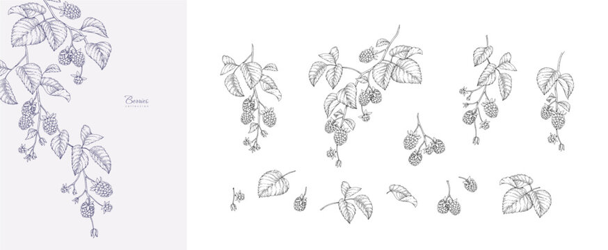 Set of blackberries or raspberries and brunch. Detailed hand drawn ink illustration with botanic floral elements for invitation, wallpaper art or save the date