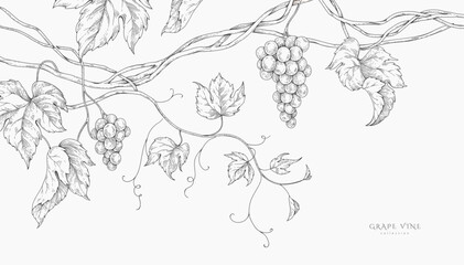 Background with grapes, vine and brunch. Detailed template layout design, brochure or cover for wine card, menu