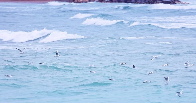 Flying flock of seagulls over the sea waves and looking for fish in the water video
