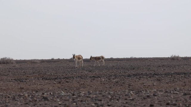 Iranian onager (Asiatic wild ass) walking and grazing in arid desert landscape, wildlife in Iran, natural habitat, close up and wide shots