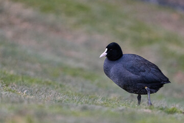 Obraz premium Eurasian coot standing on grass in natural habitat with copy space