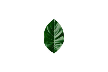Obraz premium Green tropical leaf creating a natural pattern, isolated for design elements with a transparent background