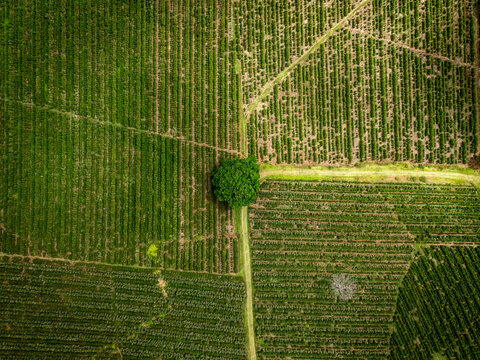 Aerial view of meticulously patterned coffee fields, a vibrant green tapestry punctuated by a solitary tree standing guard over the landscape, Dulce Nombre, Provincia de Alajuela, Costa Rica.