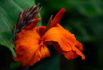 Blooming red canna flowers, tropical garden	