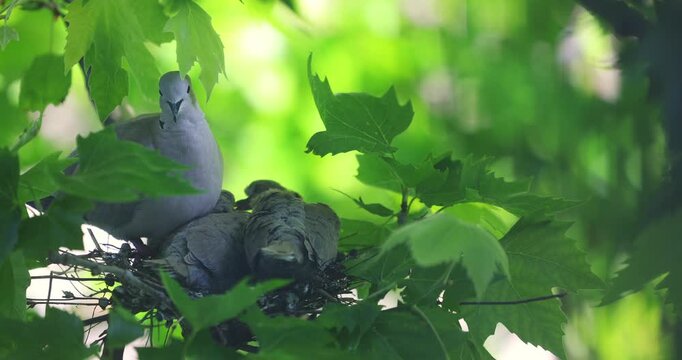 Pigeons in nest on tree branch take care of bird`s eggs. Motherhood life and beautiful spring season relaxing video
