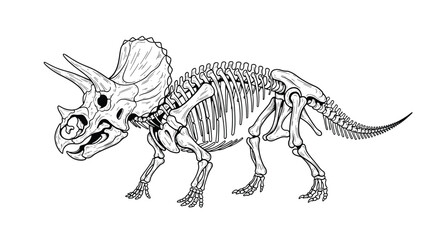Highly detailed black and white line art illustration of a complete Triceratops dinosaur skeleton, showcasing intricate bone structure and prehistoric anatomy. © Kana