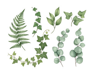 Collection of Greenery Elements: Fern Ivy Eucalyptus and Leaf Sprigs on White Background © farzana