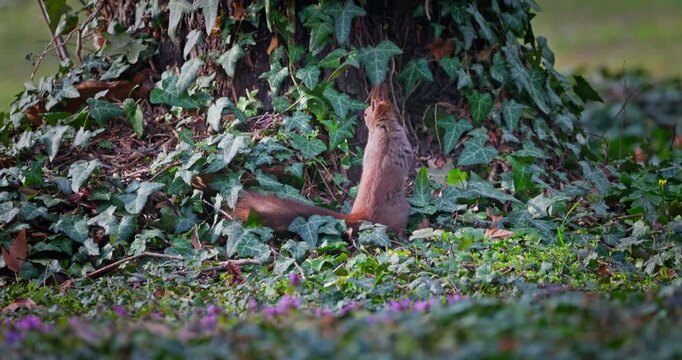 Squirrel next to tree trunk in the city park with flowers and eating nuts
