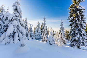 Łapsowa Polana winter ski trail, Gorce Mountains, Poland  © Snowboy