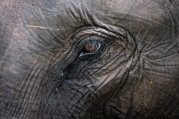 Occhio elefante © Mirko