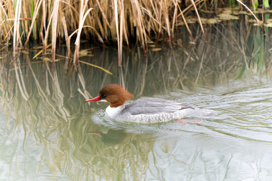 High angle view of common merganser Mergus merganser female duck swimming on stream at nature reserve on a foggy winter day. Photo taken March 2nd, 2026, Zurich Winkel, Switzerland.