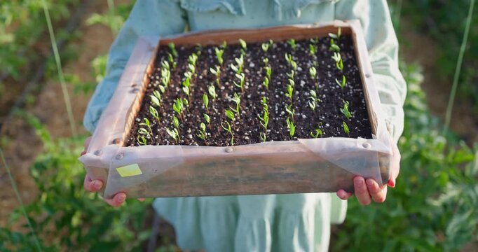 Farmer gardener girl hold in hands a potted plant fresh vegetable pepper seedlings, planting in a greenhouse