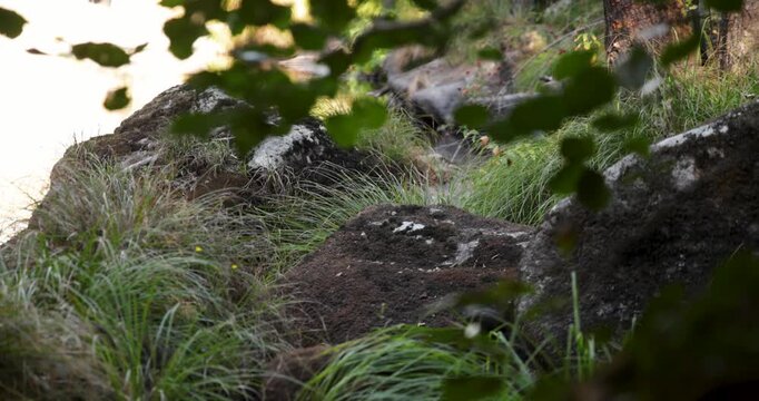 An American mink is standing and running on rocks near a stream.