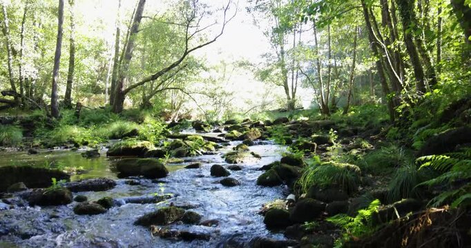 A brook is flowing in a green bright forest with trees.