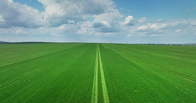 Aerial View Of Large Green Agricultural Field With Crop Rows Under Blue Sky And Clouds on a Sunny day