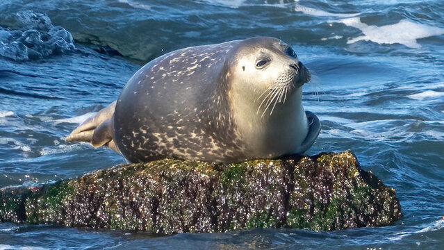 Harbor Seals hanging out on the rocks of the Chesapeake Bay Bridge Tunnel  in Virginia