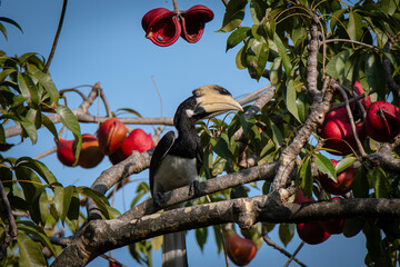 Bucero coronato, Anthracoceros di profilo © Mirko