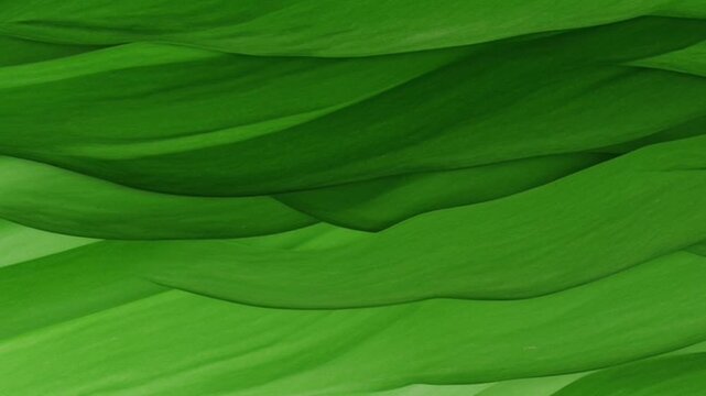 Abstract green background with flowing lines and organic texture