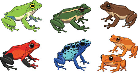 Naklejka premium Tropical exotic frog species vector set featuring green tree frog, blue poison dart frog, red strawberry frog, and orange toad isolated on white background.